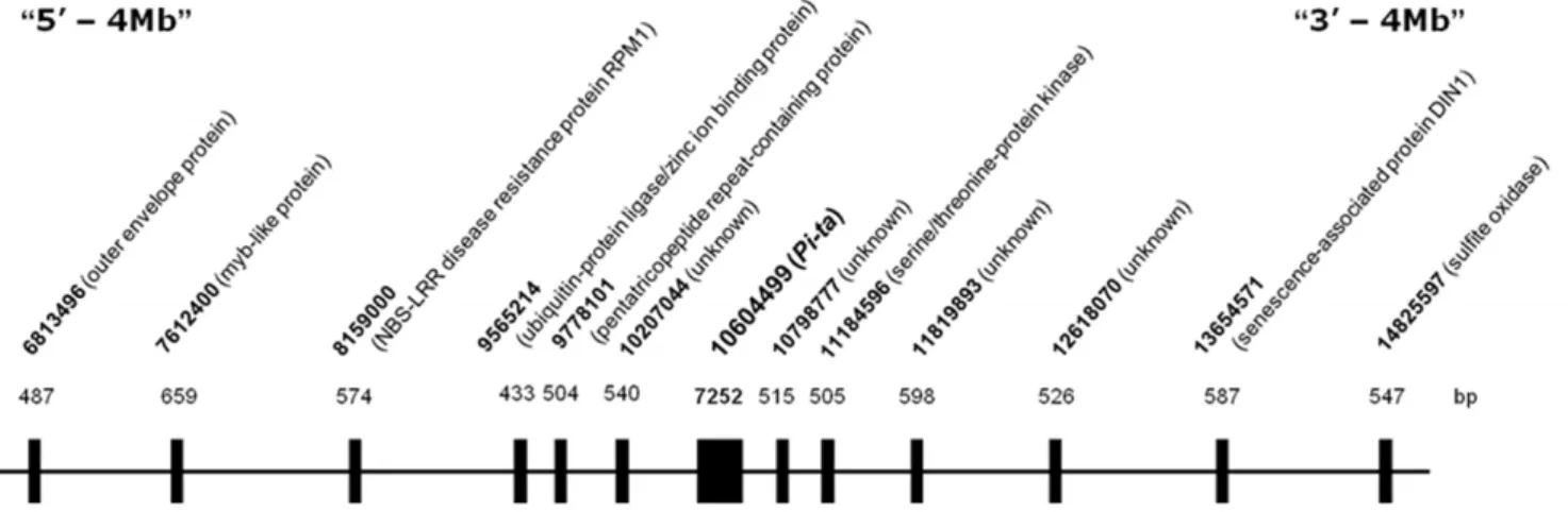 Figure 1. Schematic map showing location of the sequenced region. Numbers in base pair (bp) on the top of gene symbols indicate the length of sequences used for the analysis