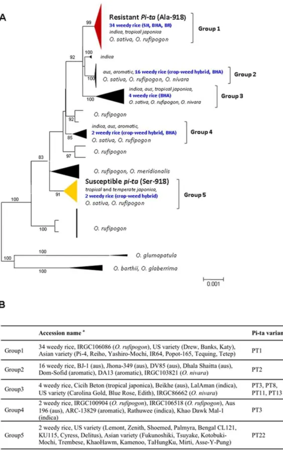 Figure 2. Phylogenetic tree showing groups of US weedy rice among rice populations. (A) An evolutionary tree with genetic distance and group name shown
