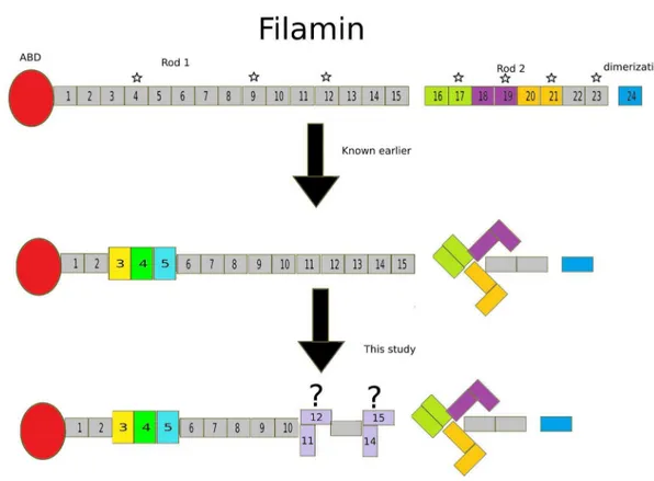 Figure 4. Ab-initio envelopes and rigid body models of selected two-domain fragments. The most compact two-domain fragments are domains 4–5 (B), 3–4 (A) and 14–15 (D); the fragment of domains 11–12 is intermediate (C)