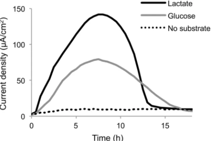 Fig 3. Current generation from glucose or lactate by MR-1 (pBBR-glk-galP). Cells were introduced into ECs supplemented with a minimal medium containing lactate or glucose as the electron donor and grown in the presence of a working electrode poised at +0.4