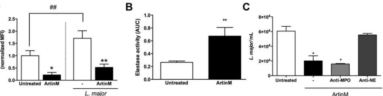 Fig 3. ArtinM stimulates the degranulation of L. major-infected or uninfected neutrophils