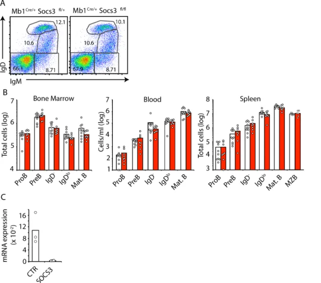 Fig 1. B cell development is independent of SOCS3 signaling. A, Developing B cell subsets in BM examined by IgM and IgD cell surface expression by flow cytometry