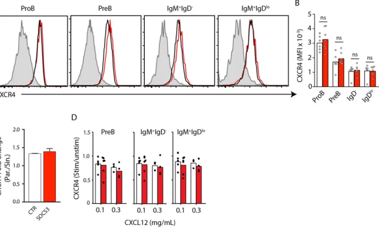 Fig 3. CXCR4 expression and desensitization are independent of SOCS3 signaling in B-lineage cells