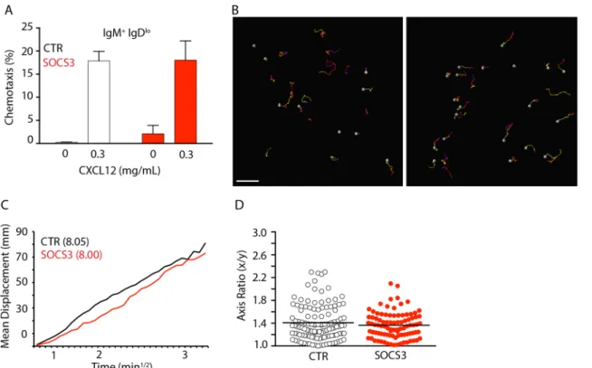 Fig 4. CXCR4-mediated B-lineage cell migration is independent of SOCS3 signaling. A, Transwell migration assay of immature B cells from Socs3 fl/fl (SOCS3, red) or Socs3 +/+ (CTR, white) Mb1 Cre/+ mice towards CXCL12 in vitro