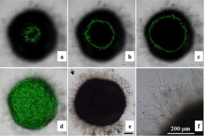 Fig 2. Localization of OG1 Candida albicans cells in zebrafish egg bath infection model