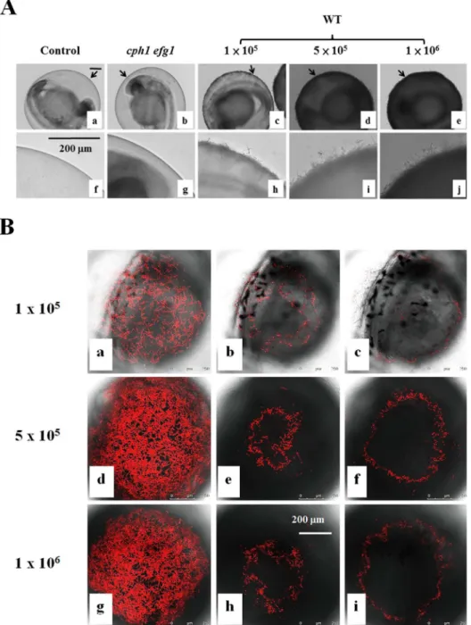 Fig 3. Zebrafish egg bath infection model with different inocula. (A) Embryos were co-incubated in the absence of C
