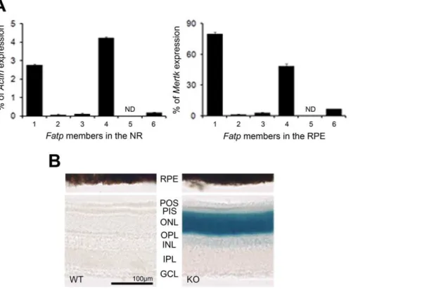 Figure 1. Expression of the Fatp family in the retina. A. Expression of the Fatp family in Fatp1 +/+ neuroretina (NR) and retinal pigment epithelium (RPE)