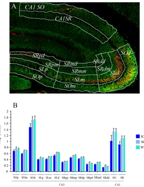 Fig 6. Synaptophysin/Map2 segmentation and Map2 staining area analysis. (A) A representative synaptophysin (Red) / Map2 (Green) stained image is shown with the drawings that defined the different hippocampal dendritic segments regions of interest (hippocam