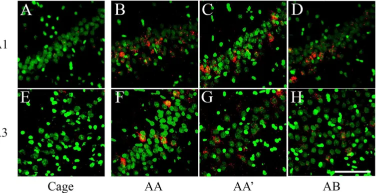 Fig 3. catFISH images from CA1 and CA3 from the different exploration procedures. Dorsal hippocampal tissue stained with fluorescent in situ hybridization (FISH) for Arc mRNA (in Red) revealed with Cy3 (Promega kit see Methods)
