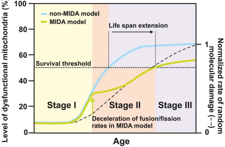 Figure 7. Mitochondrial infectious damage adaptation (MIDA) model. Schematic representation showing the loss of mitochondrial quality over the fictive life span of an organism according to the MIDA model (green) versus a non-MIDA model (blue)
