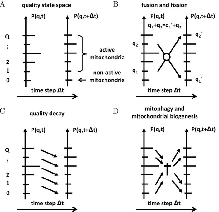 Fig. 1A. Mitochondria are distributed on a ladder of levels representing their functional quality by the discrete number q.