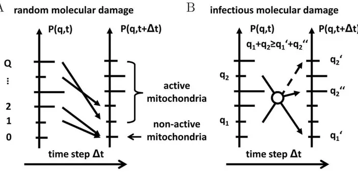 Figure 2. Schematic representation of the two types of molecular damage. (A) Random molecular damage, e.g