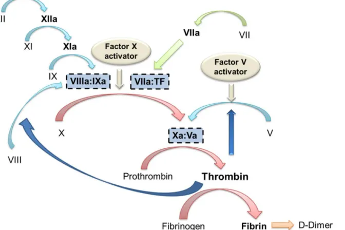 Fig 3. Diagrammatic representation of the clotting pathway and the points where Russell ’ s viper factor X and factor V activators cause activation of the clotting pathway.