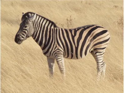 Figura 1: Zebra de Burchell. Imagem Flickr/Gusjer.