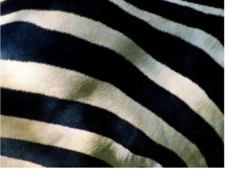 Figura 2: Zebra de Grant. Pormenor do padrão da pele. Imagem National Geo- Geo-graphic/Tim Laman.