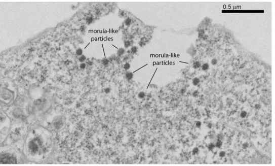 Figure 9. Electron microscopy of EP-39-treated, Pr55Gag-expressing cells. Samples of Sf9 cells coinfected with AcMNPV-Pr55Gag and AcMNPV-LucVpr at equal MOI, were treated at 24 h pi with 10 mg/ml of EP-39 inhibitor for 24 h, harvested at 48 h pi, and proce