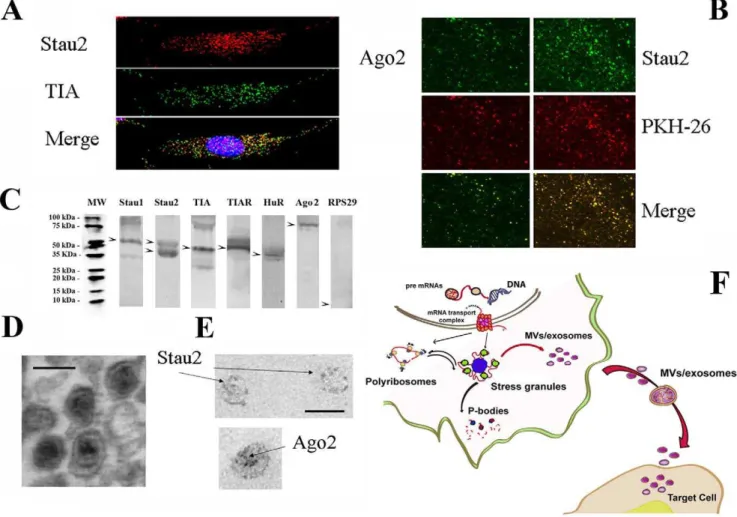 Figure 3 underlines the similarities observed among MSCs,