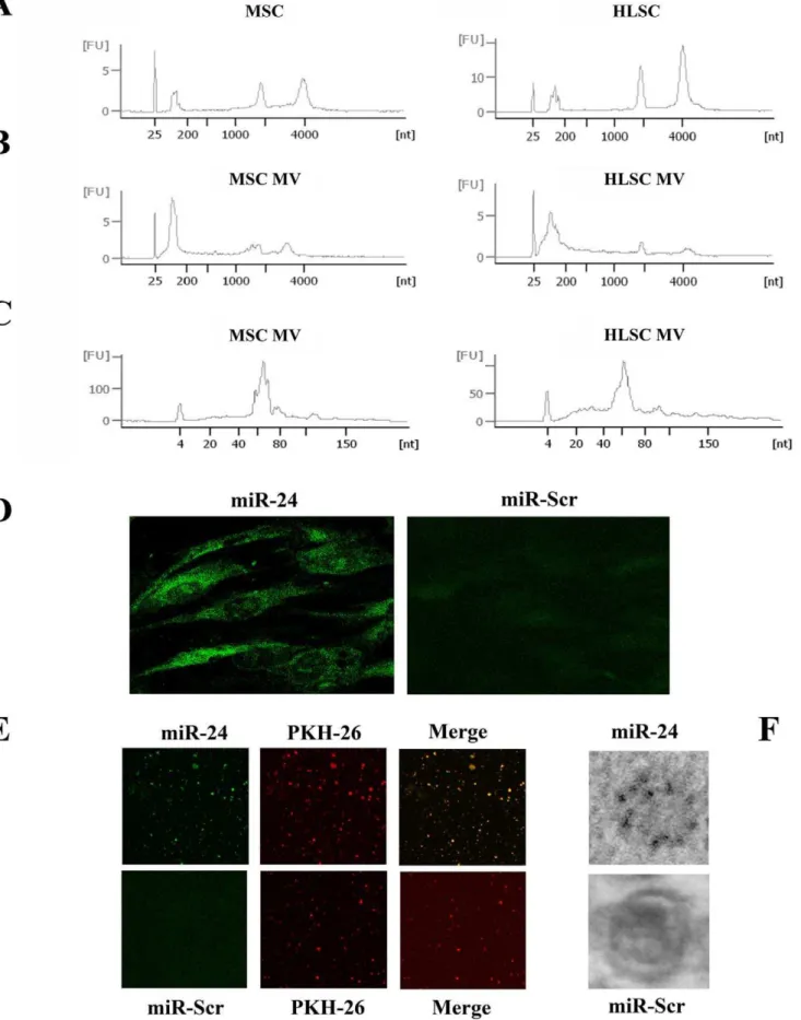 Figure 4. Bioanalyzer profile of RNA extracted from MSCs, HLSCs and the corresponding MVs and miRNA expression seen by in situ hybridization in cells and MVs