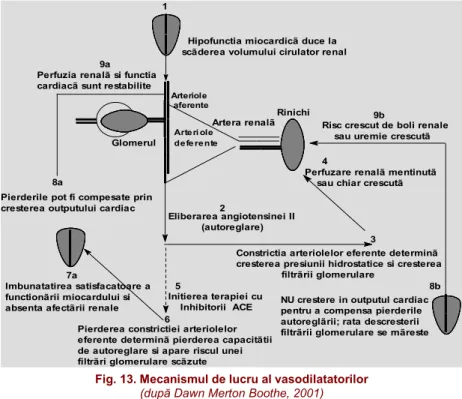 Fig. 13. Mecanismul de lucru al vasodilatatorilor (după Dawn Merton Boothe, 2001)
