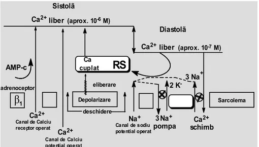 Fig. 1. Mecanismele de mobilizare a calciului în citosolul miocardic (rată crescută în sistolă, scăzută în diastolă)