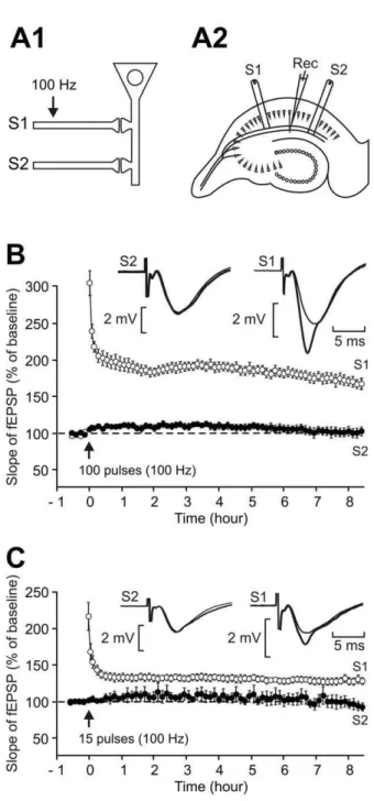 Figure 1. Induction of an L-LTP lasting for more than 8 h using a single train of high-frequency stimulation
