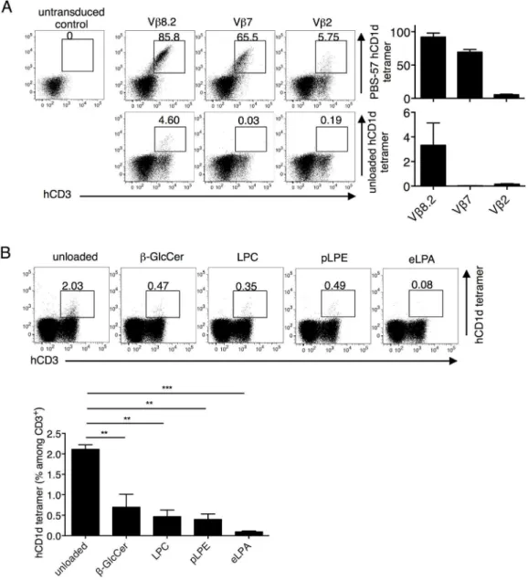Fig 5. The Jurkat 76.3E1 T cell line as a physiologically relevant host for testing hCD1d reactivity