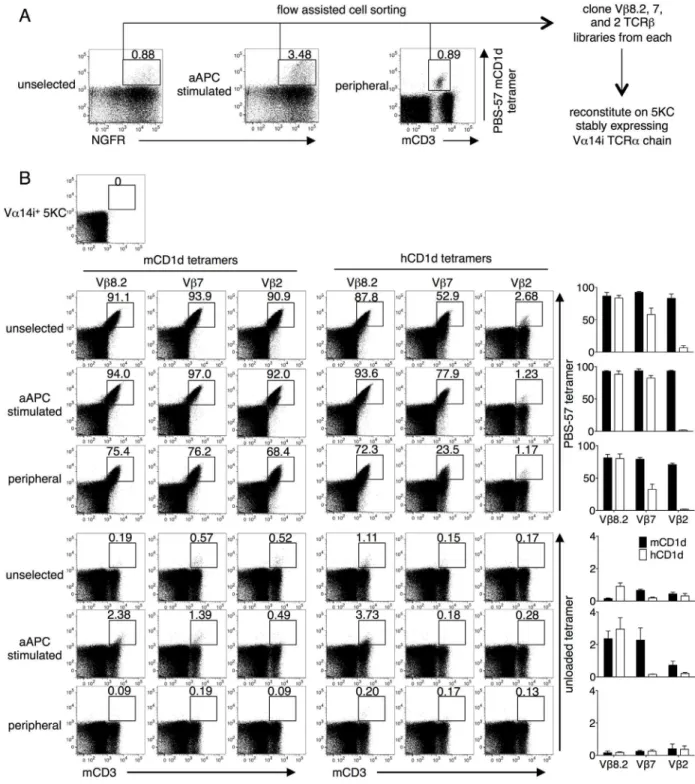 Fig 2. Staining of mouse iNKT TCR library transfectants with mouse and human CD1d tetramers