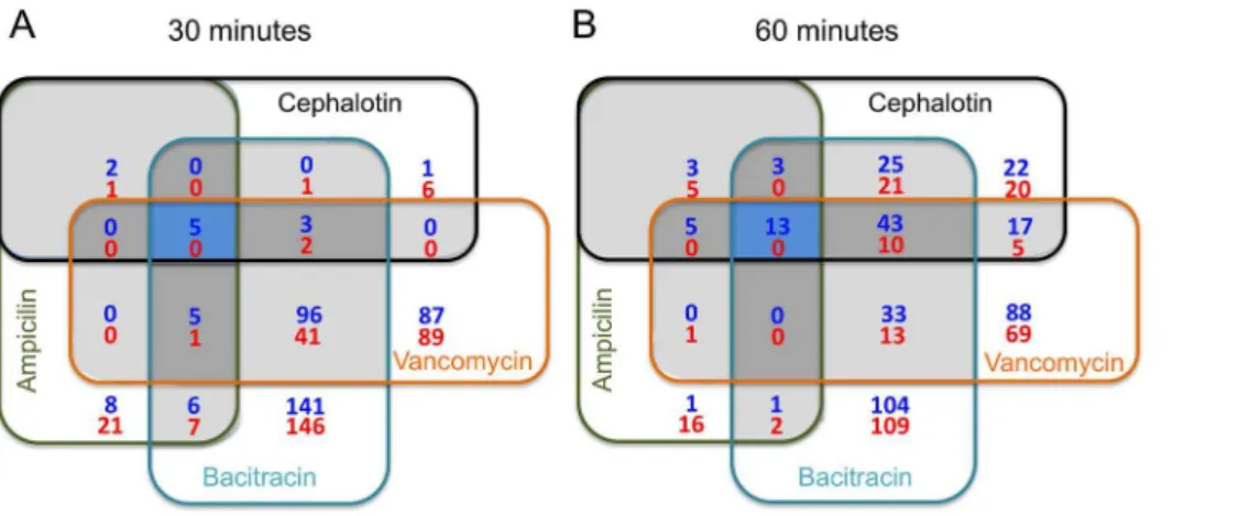 Figure 2. Pie chart of overrepresented functional categories with altered expression after 60 min of exposure to (A) ampicillin, (B) bacitracin, (C) cephalotin, and (D) vancomycin.