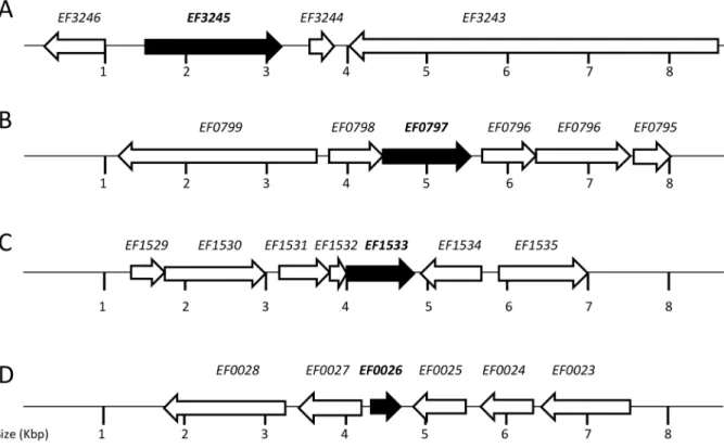 Table 2. Doubling times of OG1RF, EF0026, EF797, EF1533 and EF3245 in various antibiotics concentrations.