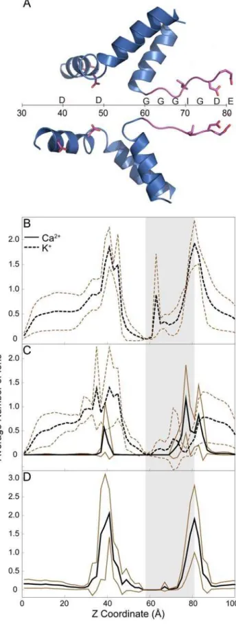 Figure 3. Histogram of ion occupancies along the axis of the channel. (A) Schematic of the pore axis and the positions of residues along the pore axis