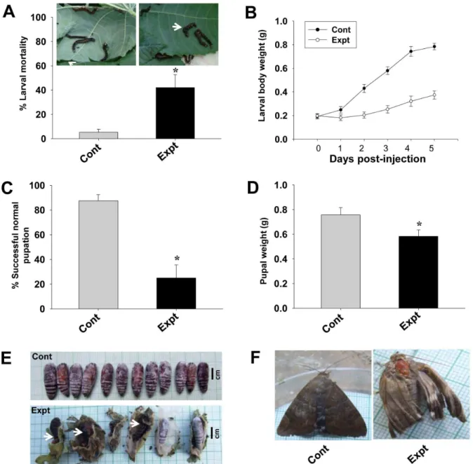 Figure 6. Effects of AjAPN1 RNAi on A. janata development. Third instar larvae were intrahemocoelically injected with target and control gene siRNA duplexes at dose of 5 mg/100 mg body weight
