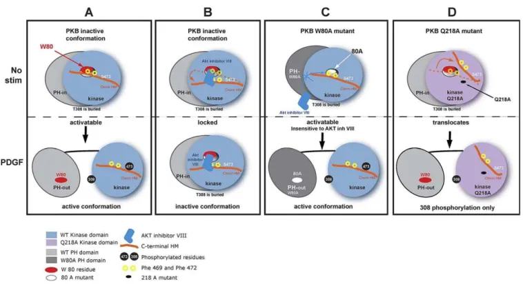 Figure 6. Mechanism of Inhibition of PKB Activity by AKT Inhibitor VIII