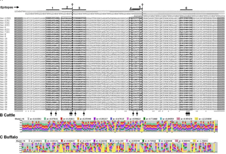 Figure 4. Multiple amino acid sequence alignment of the 41 full-length Tp2 antigen variants obtained in this study