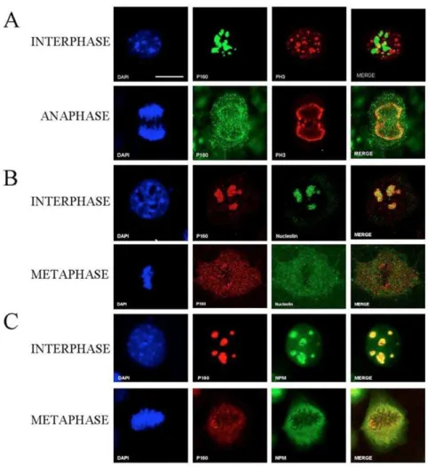 Table 2. Genes differentially expressed in MYBBP1A-down- MYBBP1A-down-regulated HeLa cells*.