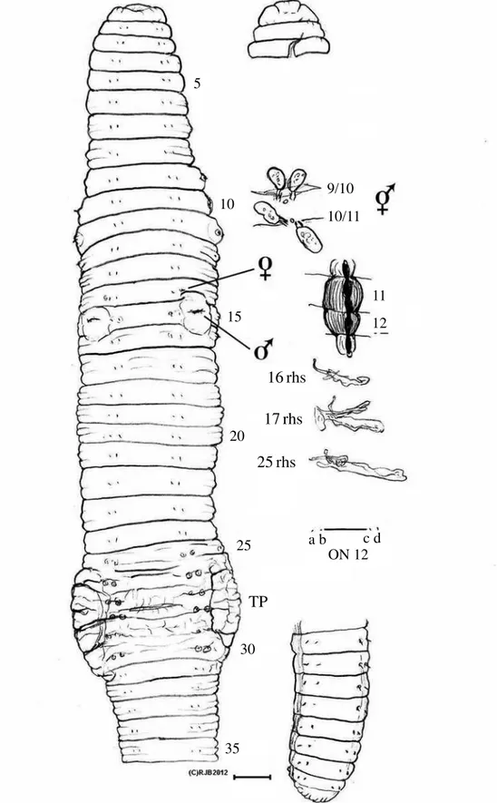 Fig. 3. Eisenia sindo: holotype (relaxed specimen IV0000246435) ventral view of anterior and prostomium; spermathecae in situ, sketch of calciferous glands in 11 &amp; 12, vesiculate nephridia in 16, 17 &amp; 25 rhs; posterior and actual setal ratios on 12