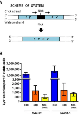 Figure 2. An I-SceI K223I break stimulates HR between direct repeats in yeast. (A) Scheme showing disrupted yeast lys2 chromosomal locus containing the I-SceI recognition sequence (black box) within 90-bp direct repeats (small arrows)
