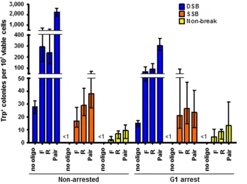 Figure 4. A nick occurring in asynchronous or G1 arrested cells stimulates gene correction by oligonucleotides equally efficiently.