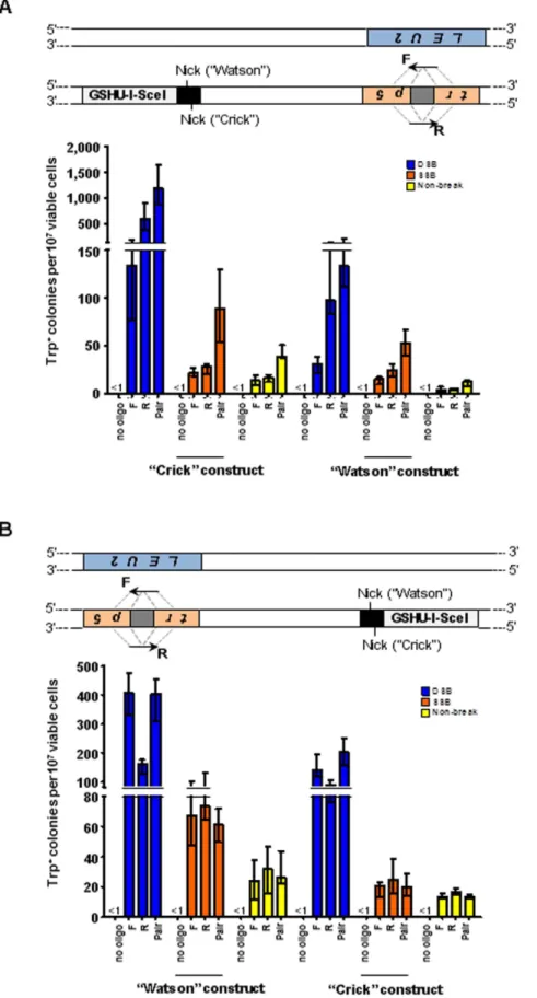 Figure 6. Gene targeting distant from the I-SceI DSB or SSB in yeast cells. Depicted above each graph in (A) and (B) are schemes of the two copies of chromosome VII of diploid yeast cells, one in which TRP5 has been replaced by LEU2, and another in which T