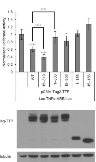 Figure 7. TTP functions in the nucleus. (A) Immunofluorescence staining. Plasmids encoding the Flag-TTP constructs listed in the figure were transfected into HeLa cells, and the protein products were immunostained with anti-Flag and anti-PABPN1