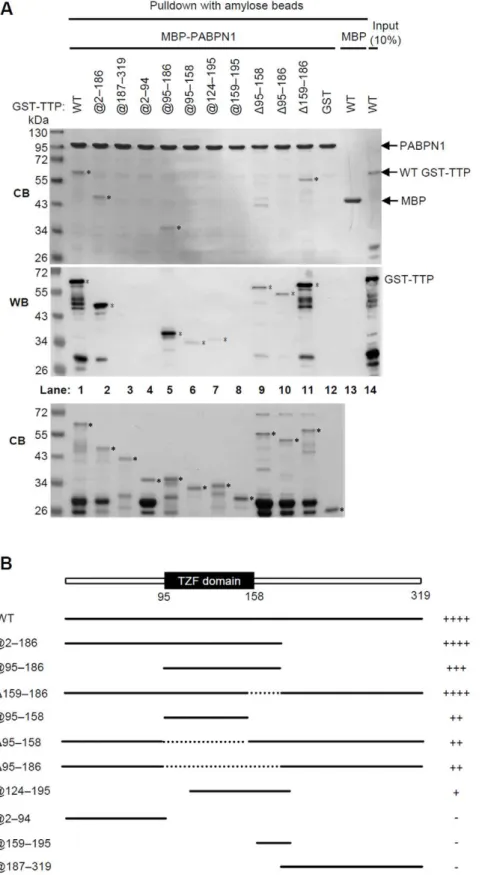 Figure 2. Identification of the TTP domain(s) that interact with PABPN1. (A) Pull-down assays for the GST-TTP deletion mutants by MBP- MBP-PABPN1