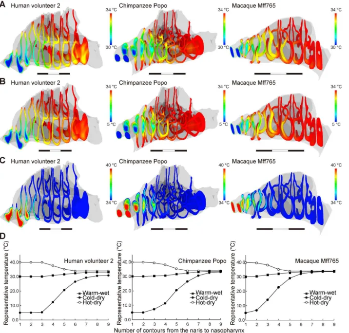 Fig 4. Distribution of temperature in the nasal passage. (A) Warm and wet; (B) cold and dry; and (C) hot and dry conditions