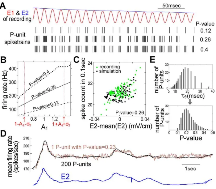 Figure 7. The response of electroreceptors (P-units) to the motion stimuli. (A) Three examples of spike trains generated by the P-unit model (P-value = 0.12, 0.26 and 0.4) in response to the sensory input of the recording plotted in Figure 2C with E1 (red)