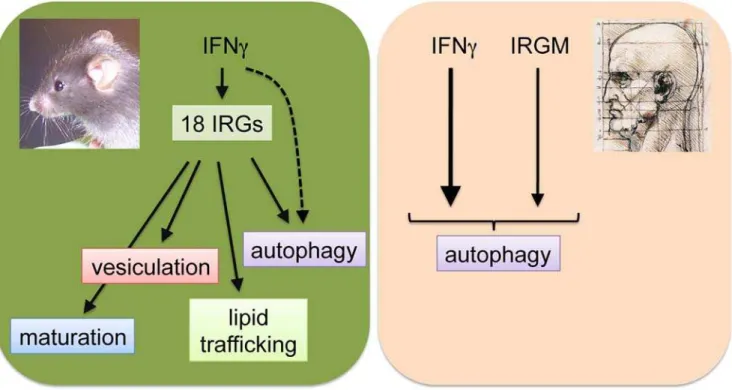 Figure 1. The Mouse and Human IRG Resistance Systems Are Distinct. In mouse cells as many as 18 IRGs are being induced upon IFNc stimulation and mediate several antimicrobial activities, including the vesiculation of pathogen-containing vacuoles and accele