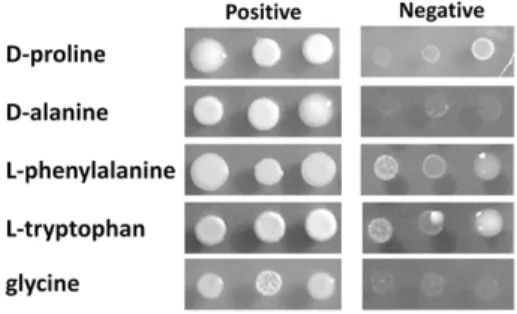 Figure 7. Examples of positive and negative growth on each nitrogen source. Cells were grown on 2% glucose YNB with 10 mM of each nitrogen source for 5–7 days at 30 u C