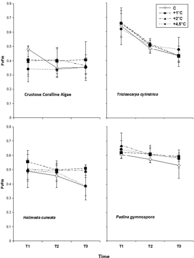 Fig 3. Average Optimum Quantum Yield (F v /F m ) obtained from the studied macroalgae species in response to different temperature increasing treatments obtained through three measurements (T1, T2 and T3), after 4, 11 and 15 days of exposition (n = 4 ± SD)