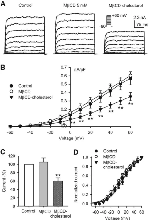 Figure 1. Effects of cholesterol on BK channel current. A. Voltage-dependent BK current elicited with 300-ms voltage steps between 270 and +60 mV from a holding potential of -80 mV in BK-HEK 293 cells without treatment (control) or with cholesterol depleti