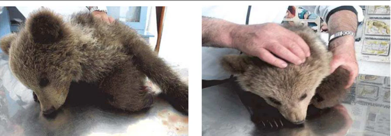 Figure 1 (left) and Figure 2 (right). Brown bear cub (Ursus arctos L.) in an apparent depressed mental state and  in a recumbent position 
