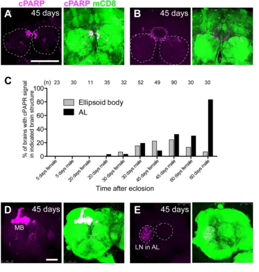Figure 2. Stereotyped DEVDase activation in the AL and EB structures of aged Drosophila brains