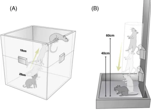 Figure 1. Schematic representation of upward (A) and drop (B) jumps. (A) Rats jumped vertically upward 40 cm from the bottom to the top of a box 10 times per day without landing