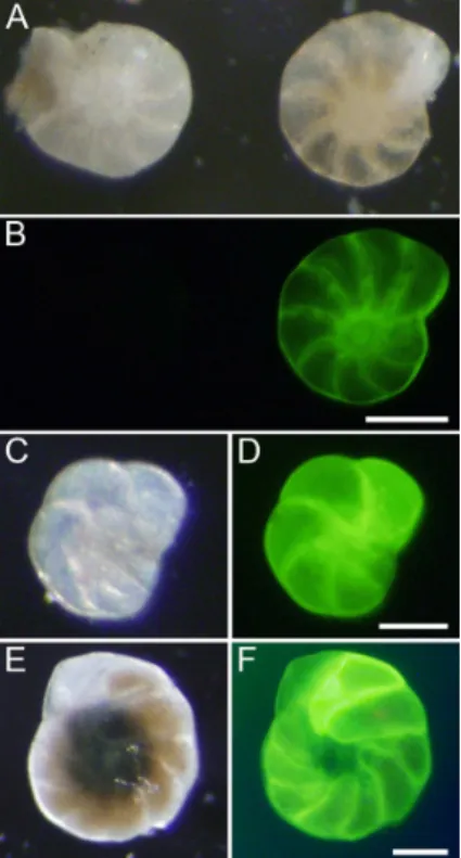 Figure 3. Paired micrographs of foraminifera after calcein osmotic pump incubations. Reflected (a) and epifluorescence (b) images of two Cribroelphidium sp